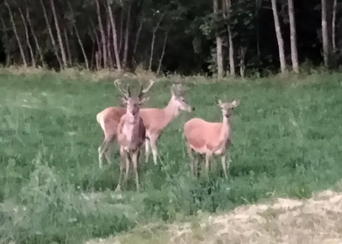 App.to Pian Del Ronco Pellegrino Parmense